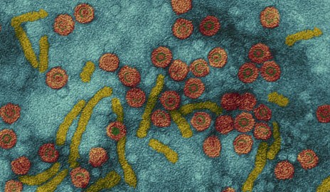 Hepatitis virus Hepatitis virus