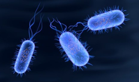 Salmonella typhi bacterias Salmonella typhi bacterias
